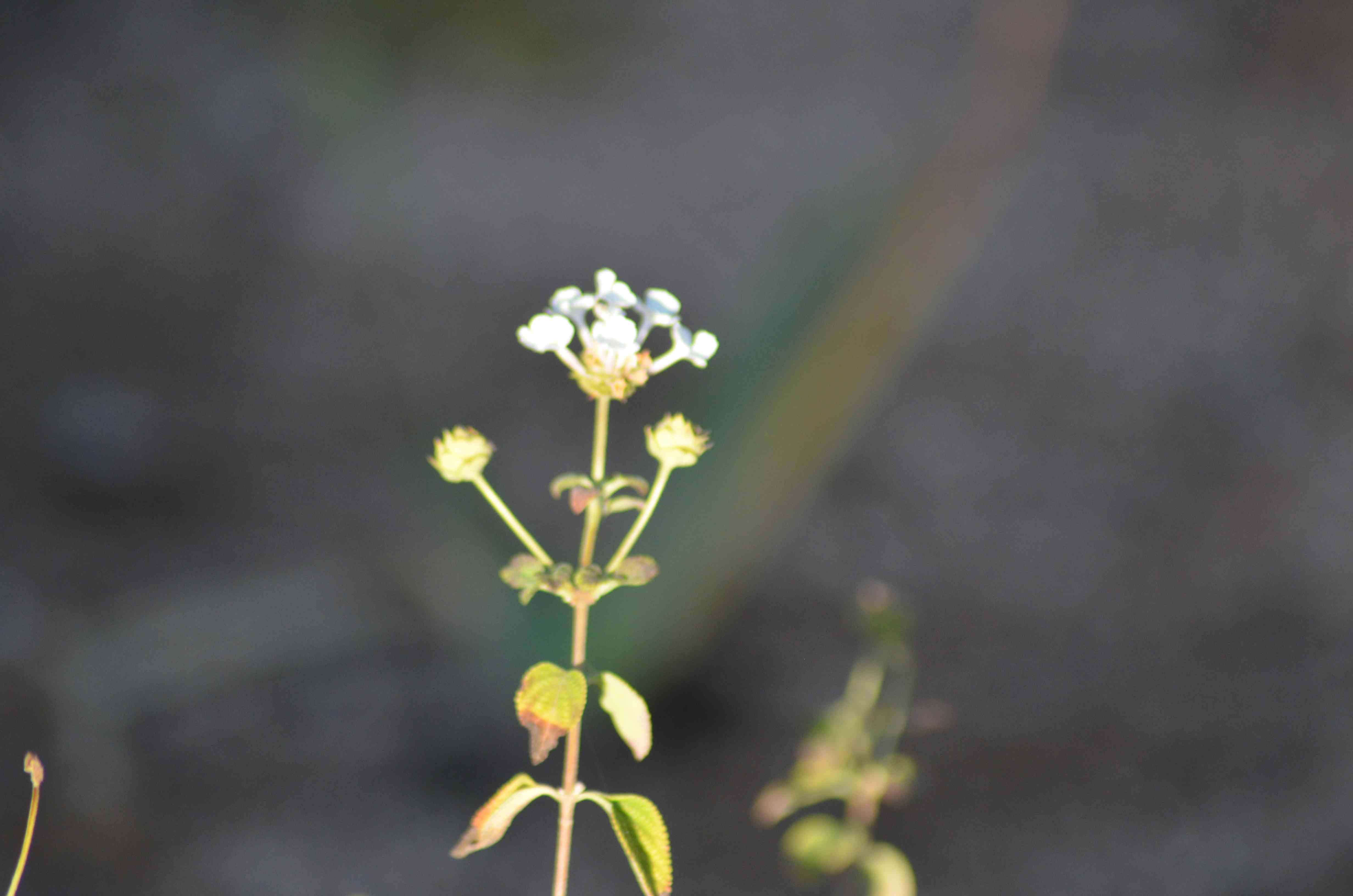 No s'ha trobat l'arxiu